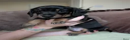 Miniature Dachshund dogs for sale: Miniature Dachshund Puppies - Advert 17