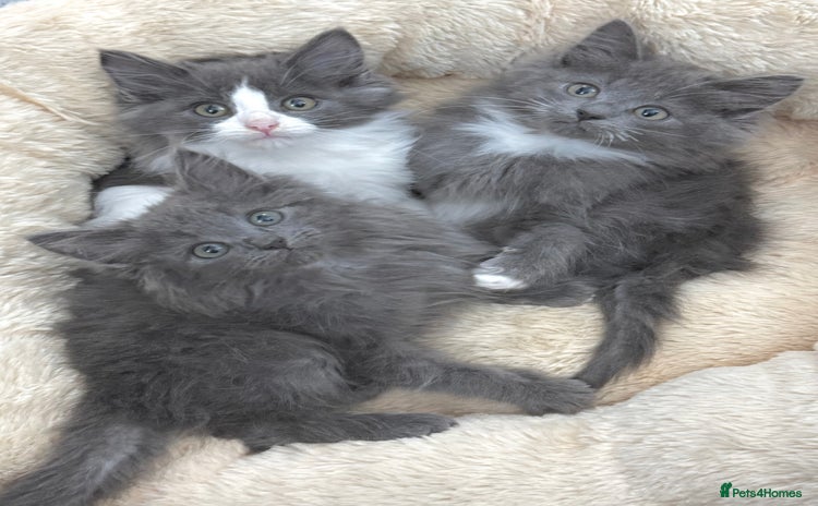 Mixed Breed cats - Advert 3