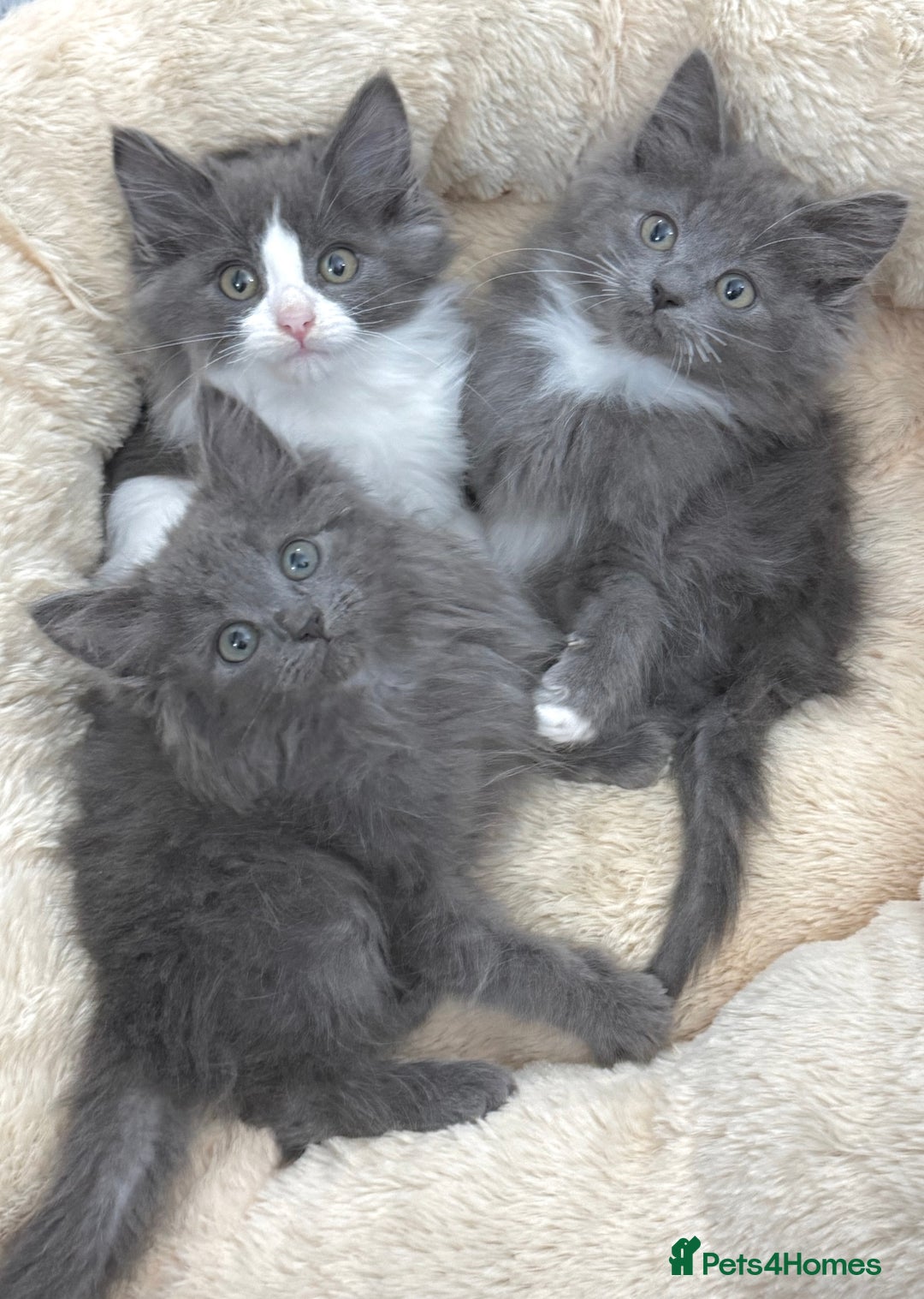 Mixed Breed cats for sale: BEAUTIFUL FLUFFY GREY KITTENS   - Image 1