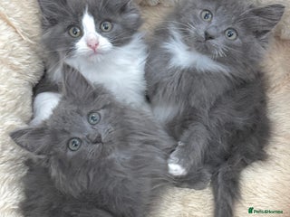 Mixed Breed cats - Advert 22