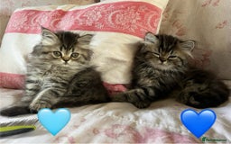 British Longhair cats for sale: 3 Adorable British Longhair x Persian Kittens  - Image 9