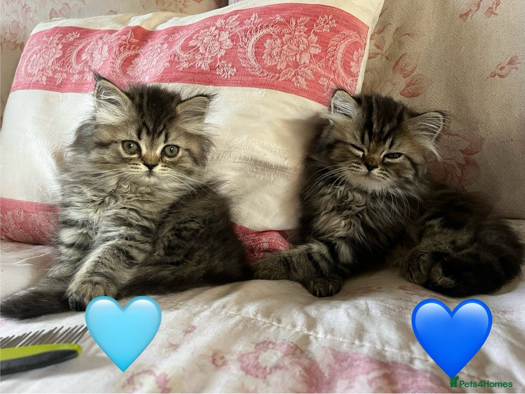British Longhair cats for sale: 3 Adorable British Longhair x Persian Kittens  - Image 9