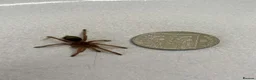 Tarantulas invertebrates for sale: Euathlus truculentus 'Blue' (Chilean Blue ) in Presteigne - Advert 4