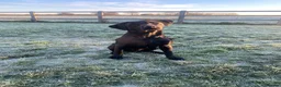 Labrador Retriever dogs for stud: Fin - BLACKTHORN - Advert 6