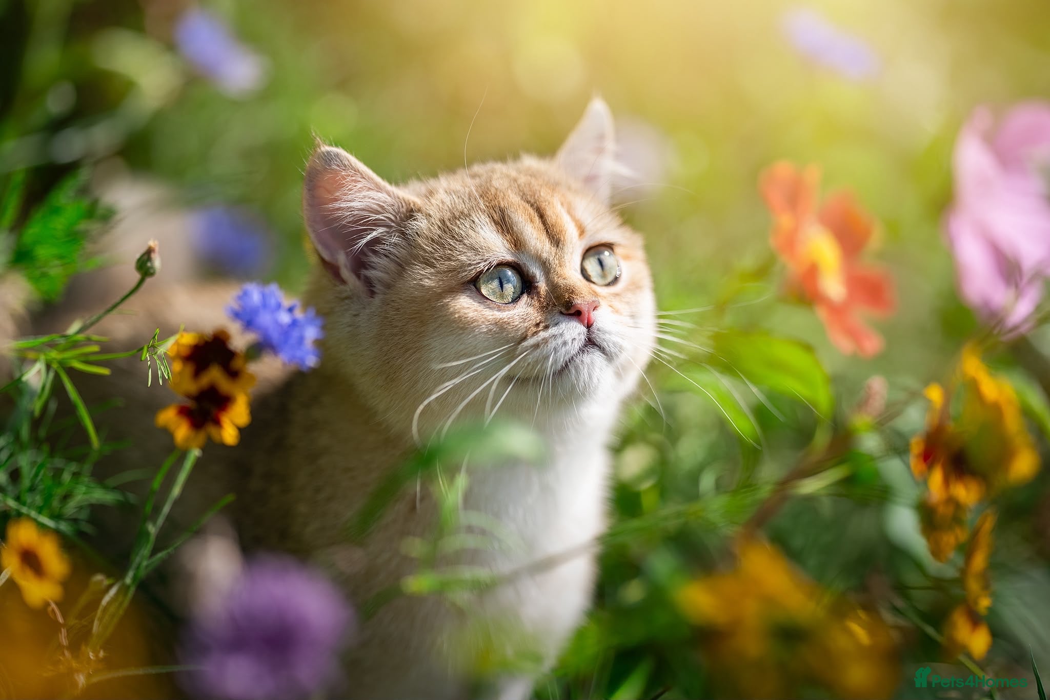 British Shorthair cats NY12 British Shorthair Female Kitten REDUCED - Advert 1