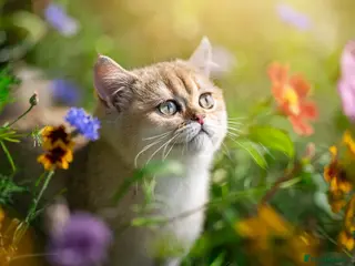 British Shorthair cats STUNNING GOLDEN BSH NY12 GCCF FEMALE KITTEN - Advert 1