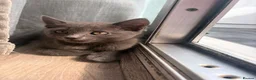Mixed Breed cats for sale: 2 kittens for sale in Southampton - Advert 4