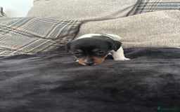 Jack Russell dogs for sale: Jack russel puppy’s  - Image 4