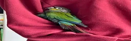 Conures birds for sale: Silly Tame Crimsonbellied Conure - Advert 7