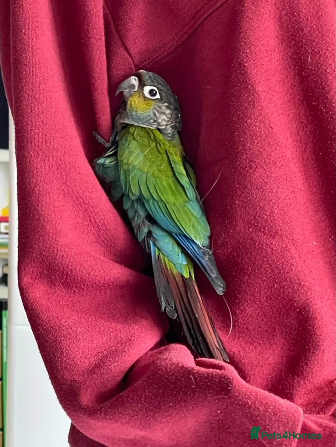 Conures birds for sale: Silly Tame Crimsonbellied Conure - Advert 7
