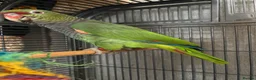 Parrots birds for sale: Vinaceous Amazon parrot in Manchester - Advert 3