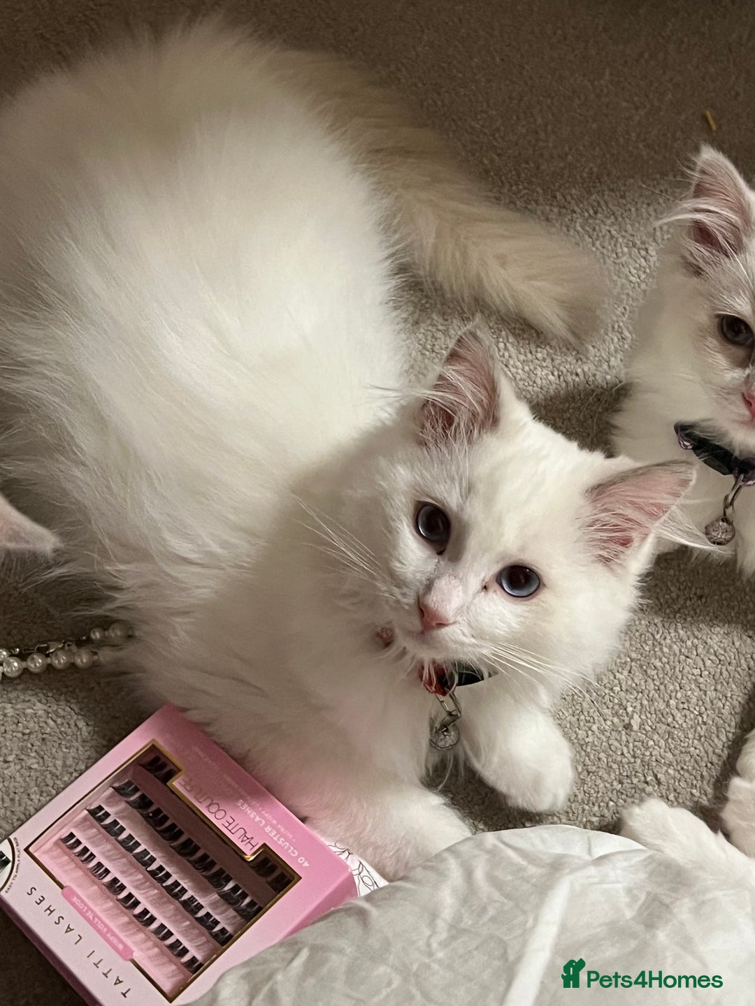 Ragdoll cats for sale: Rare blue+lilac bicolour + blue tortie kittens - Advert 12