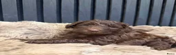 Cockapoo dogs for sale: Cockapoo puppies - Advert 18