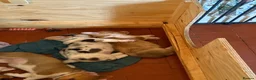Welsh Corgi Cardigan dogs for sale: 🐶 3 pups left 🐶 Cardigan Corgi puppies 🐾 - Advert 5