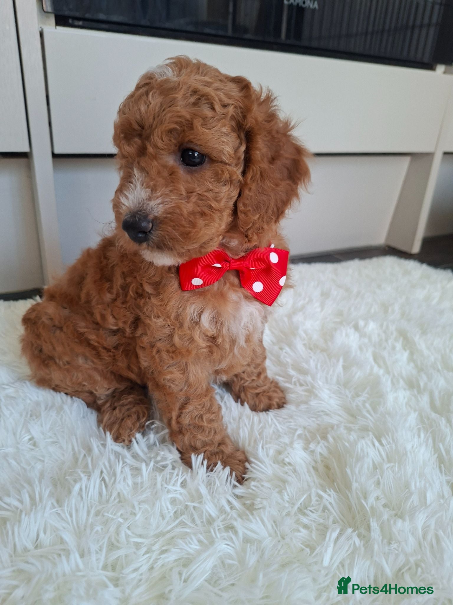 Cockapoo dogs Full DNA tests clear!! Health checked. Cockapoo - Advert 2
