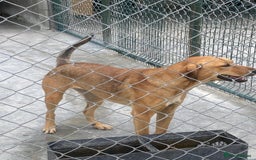 Mixed Breed dogs for adoption: Katie, 1.5 yrs approx. Available for adoption. - Advert 1