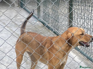 Mixed Breed dogs Katie, 1.5 yrs approx. Available for adoption. - Advert 1