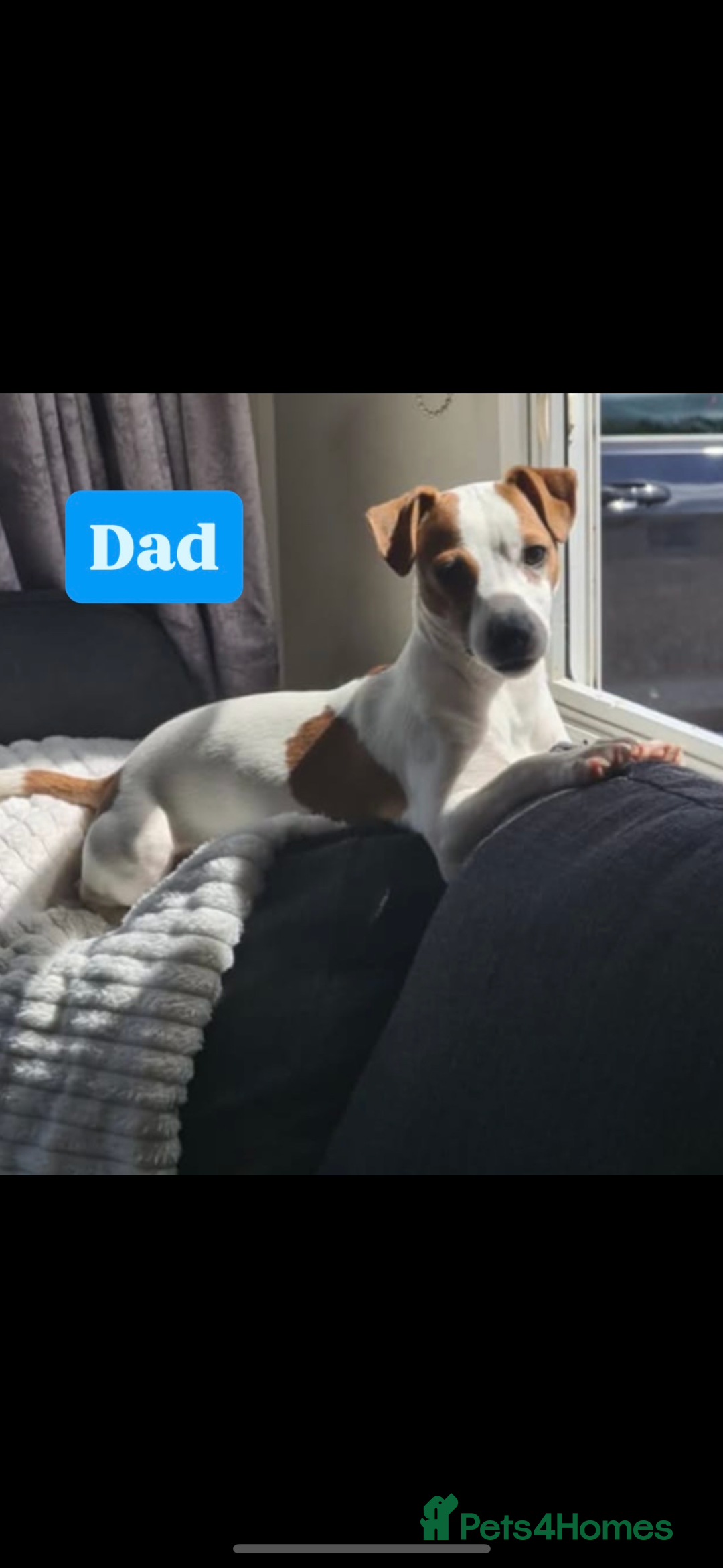 Jack Russell dogs for sale: Miniature jack russell puppies  - Advert 7