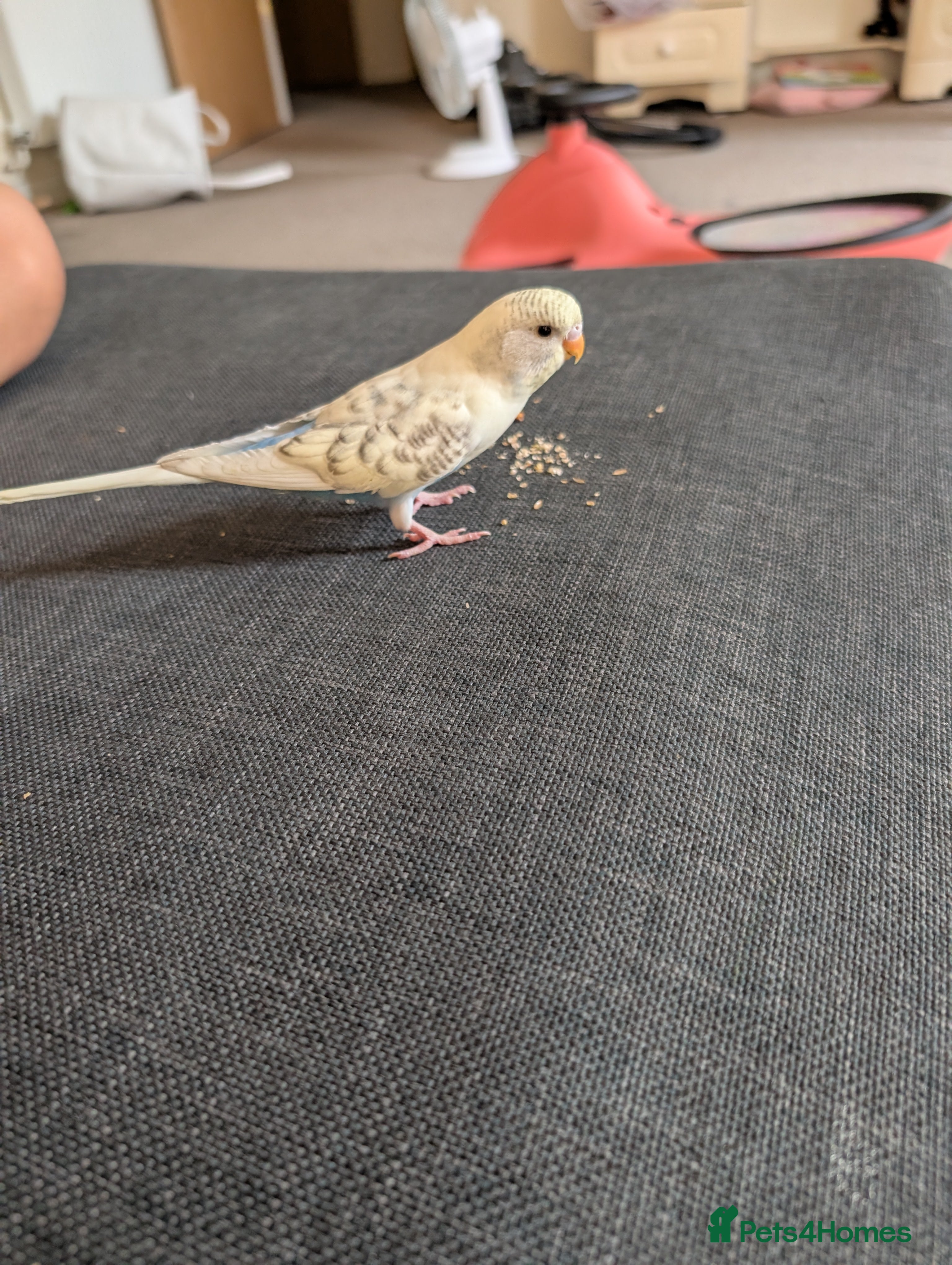 Budgerigars birds Parakeets  - Advert 1