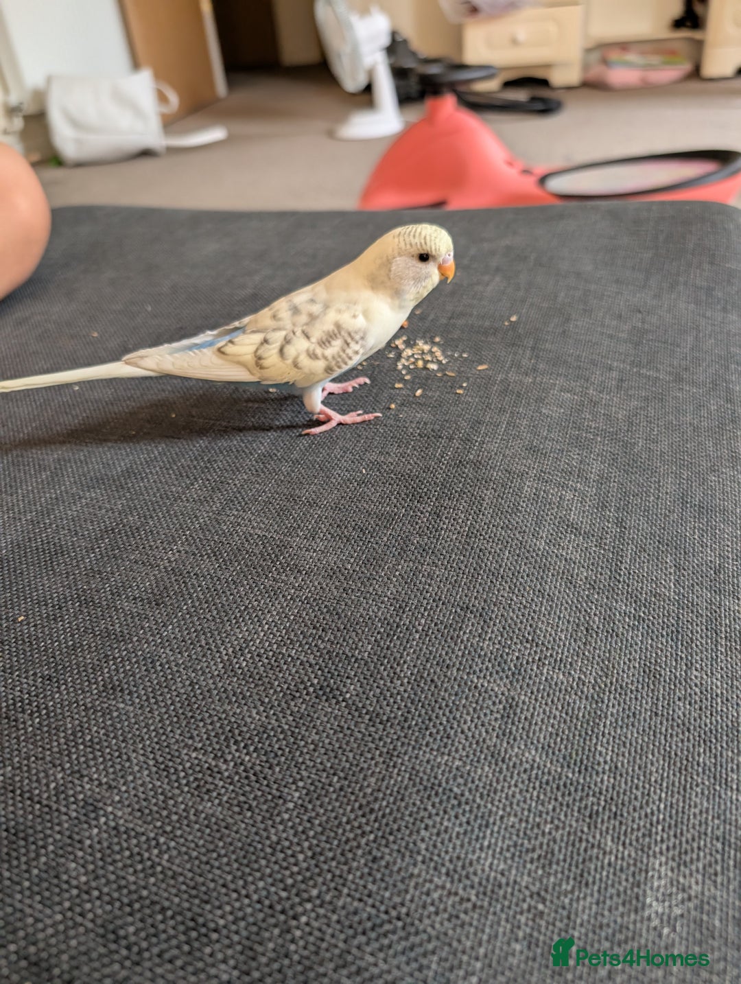 Budgerigars birds for sale: Parakeets  - Advert 1