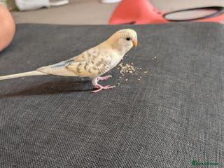 Budgerigars birds Parakeets - Advert 10