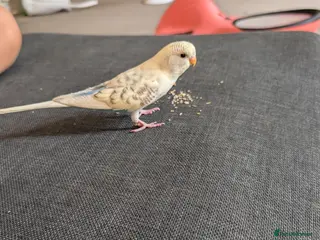 Budgerigars birds Parakeets - Advert 8