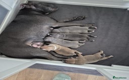 Staffordshire Bull Terrier dogs for sale: KC REG STAFFORDSHIRE BULL TERRIER PUPS - Image 15