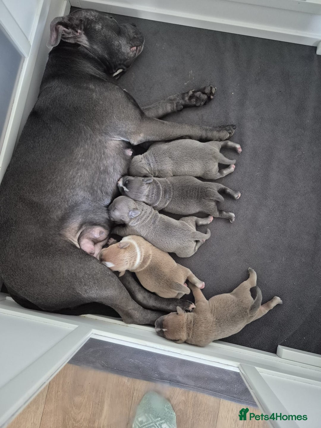 Staffordshire Bull Terrier dogs for sale: KC REG STAFFORDSHIRE BULL TERRIER PUPS - Image 15