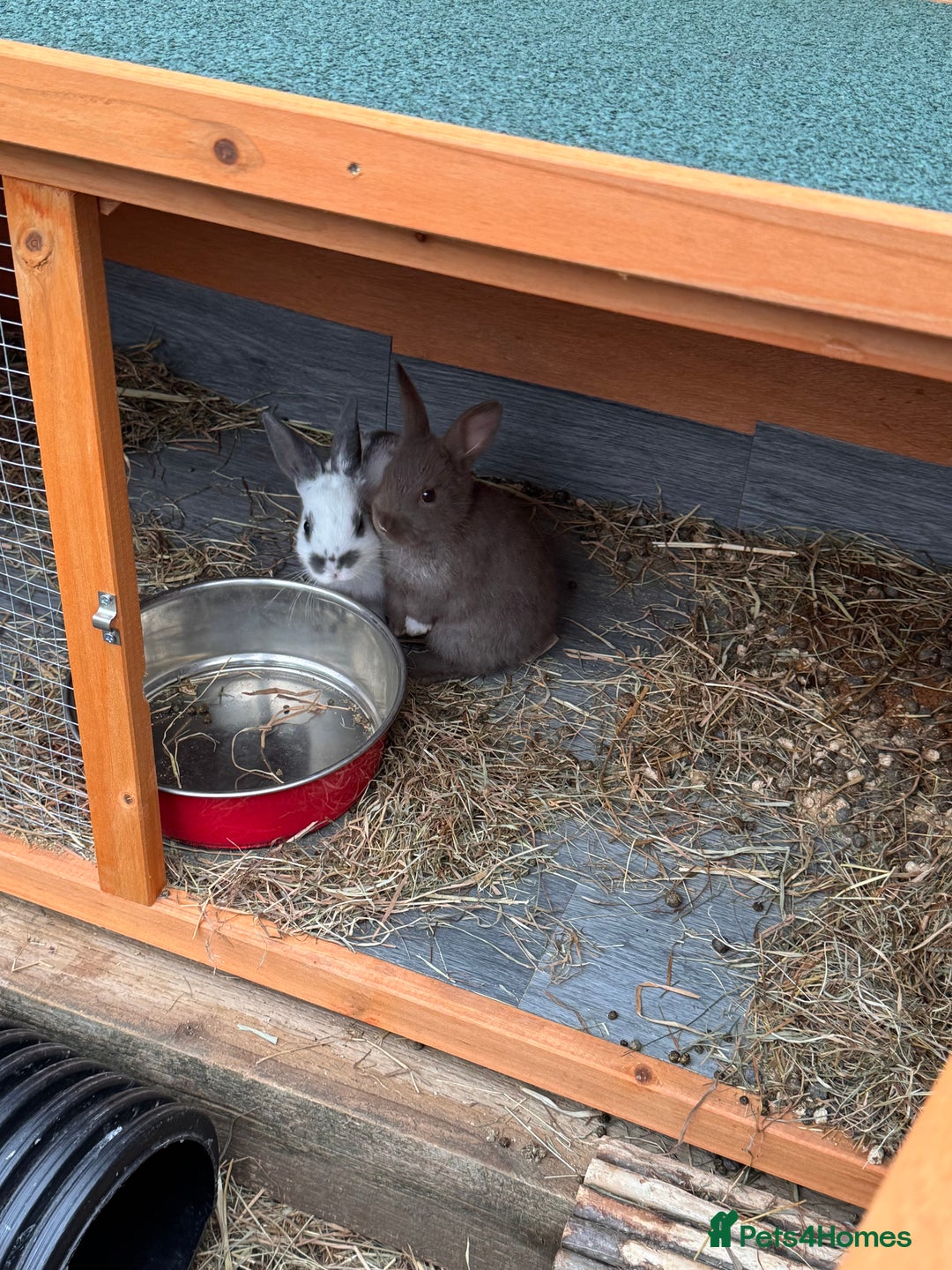 Mixed Breed rabbits for sale: mixed breed baby bunnies  - Image 17