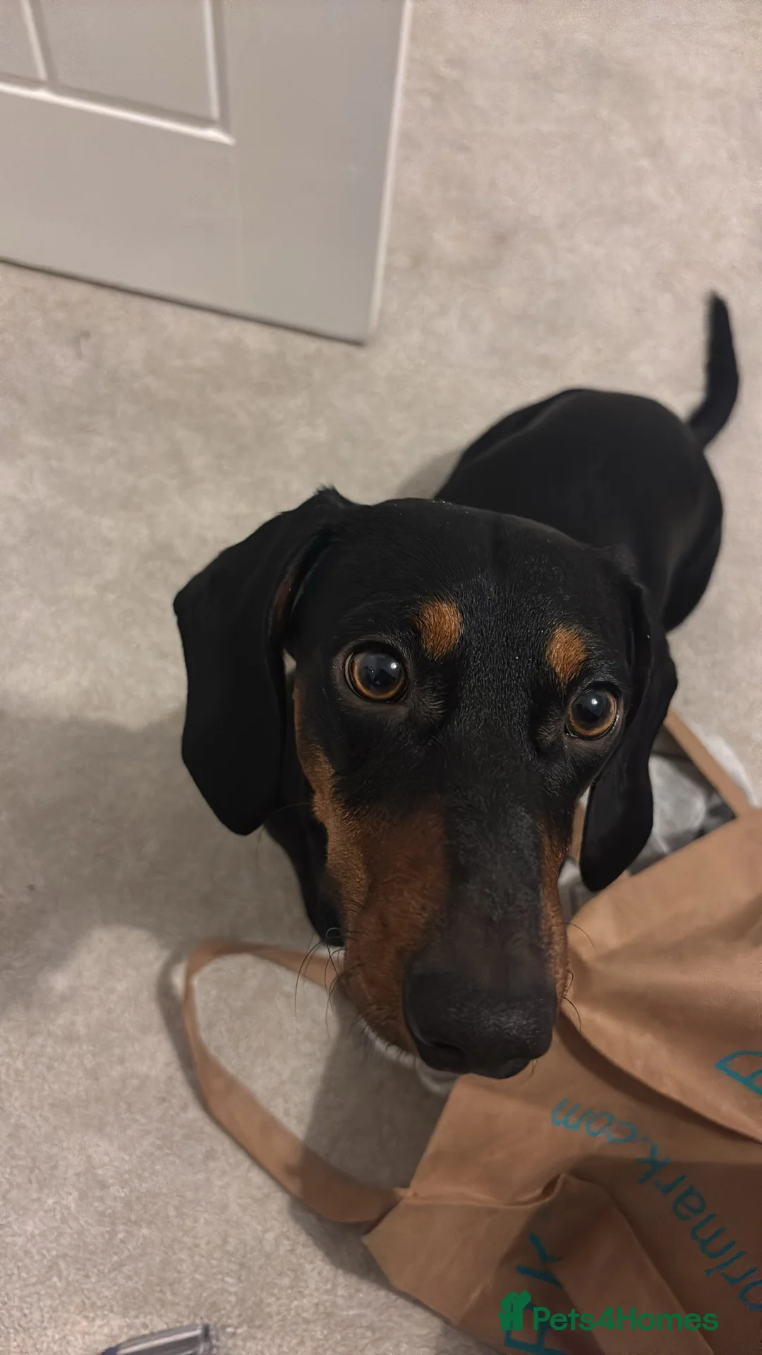 Dachshund dogs for stud: Dexter. Stud available  in Glasgow - Advert 7