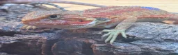 Bearded Dragon reptiles for sale: Stunning baby bearded dragons - Advert 9
