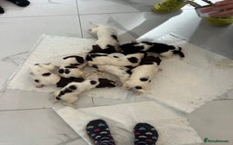 English Springer Spaniel dogs for sale: KC registered Springer spaniels puppies  - Image 34