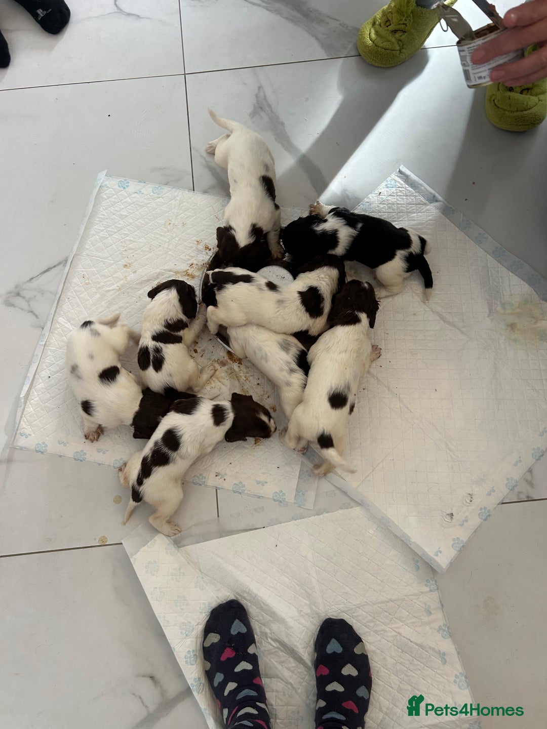 English Springer Spaniel dogs for sale: KC registered Springer spaniels puppies  - Image 34