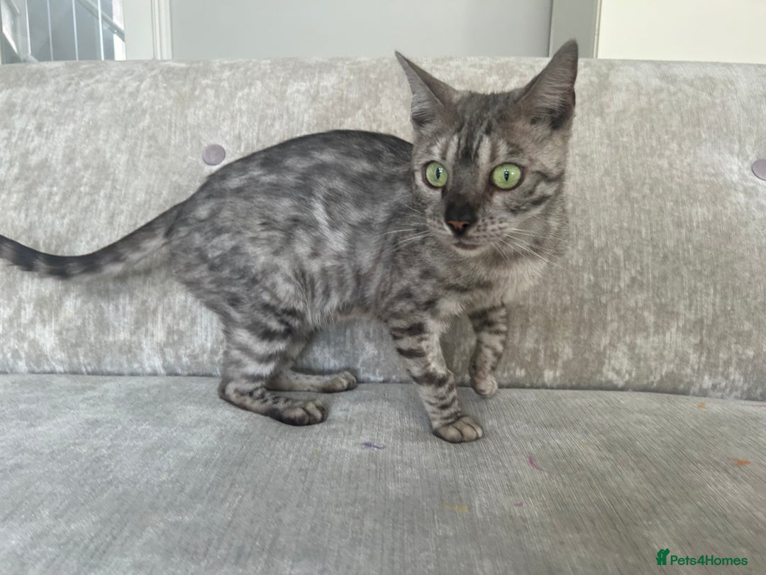 Bengal cats for sale: Beautiful Silver Charcoal Spay Female Bengal in Benfleet - Image 5