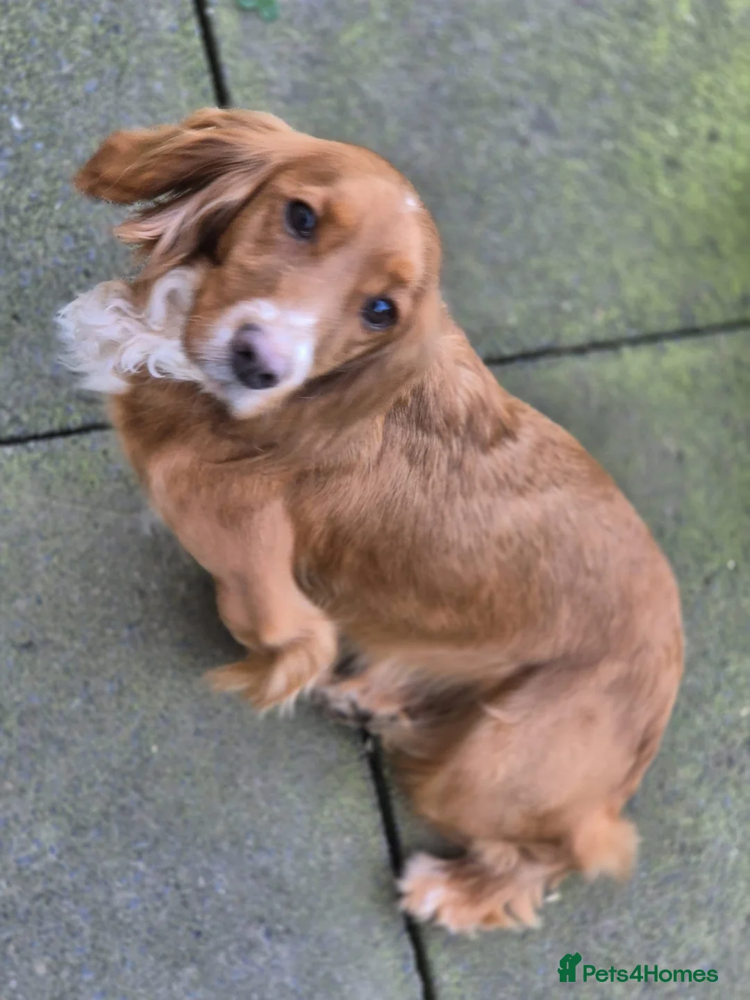 Cocker Spaniel dogs for sale: Beautiful cocker spaniel for rehoming - Advert 2