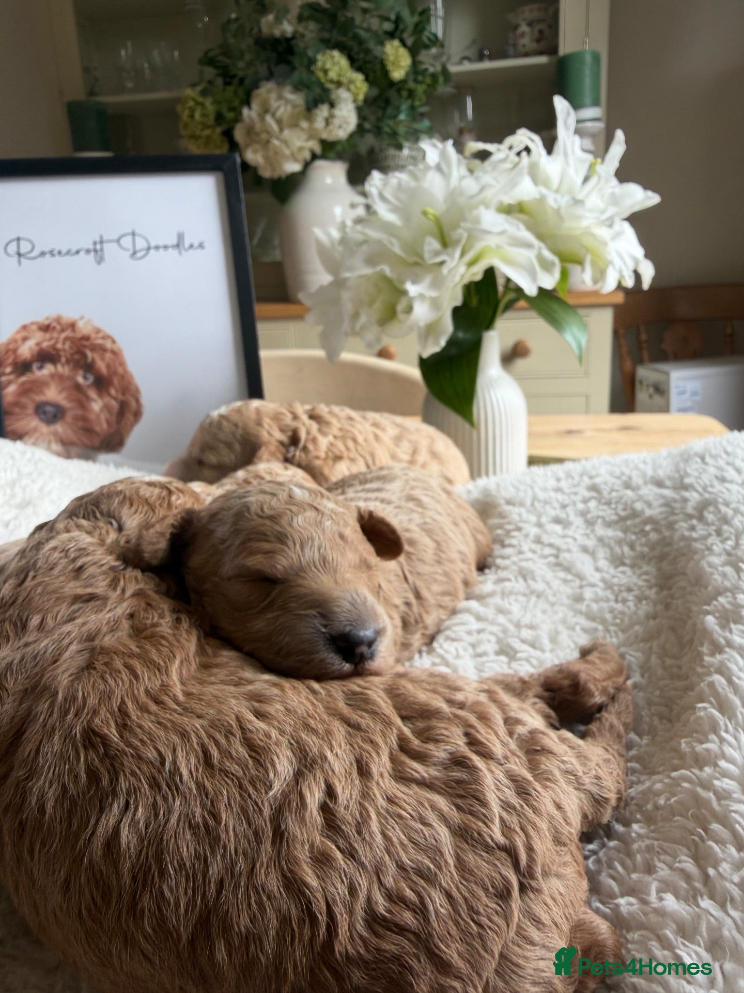 Australian Labradoodle dogs Stunning Tuxedo Miniature Australian Labradoodles - Advert 1