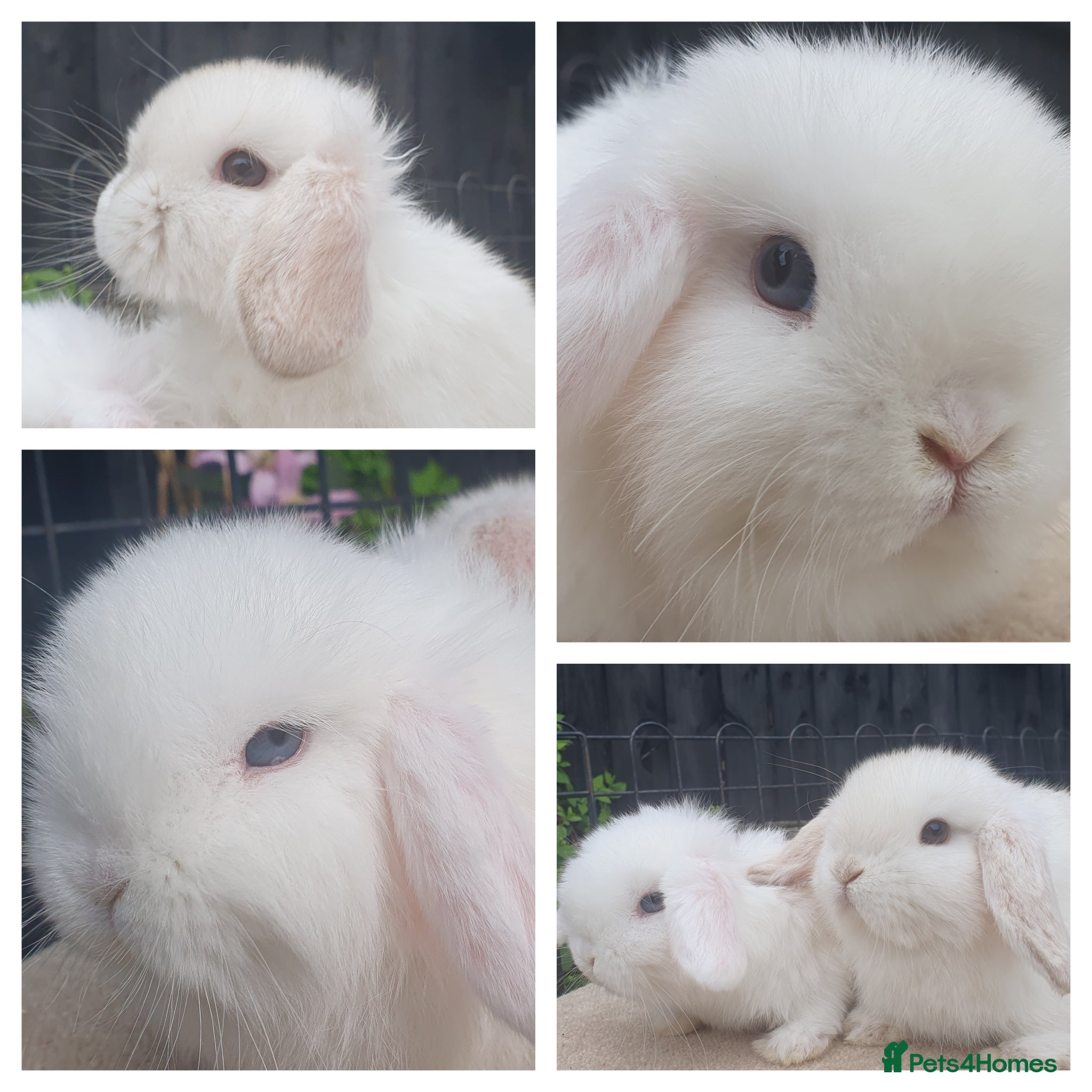 Mini Lop rabbits Baby mini lop sisters available now - Advert 1