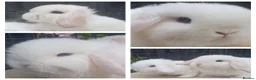 Mini Lop rabbits for sale: Baby mini lop sisters available now - Advert 1