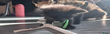Norwegian Forest Cat 1