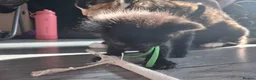 Norwegian Forest Cat cats for sale: Beautiful Norwegian Forest kittens - Advert 4