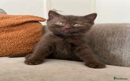 British Shorthair cats for sale: British shorthair kittens - Image 9