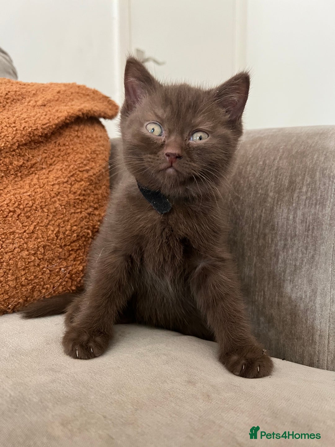 British Shorthair cats for sale: British shorthair kittens - Image 9