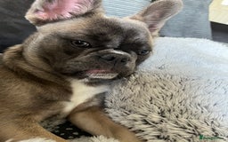 French Bulldog dogs for sale: French bulldog  - Image 17