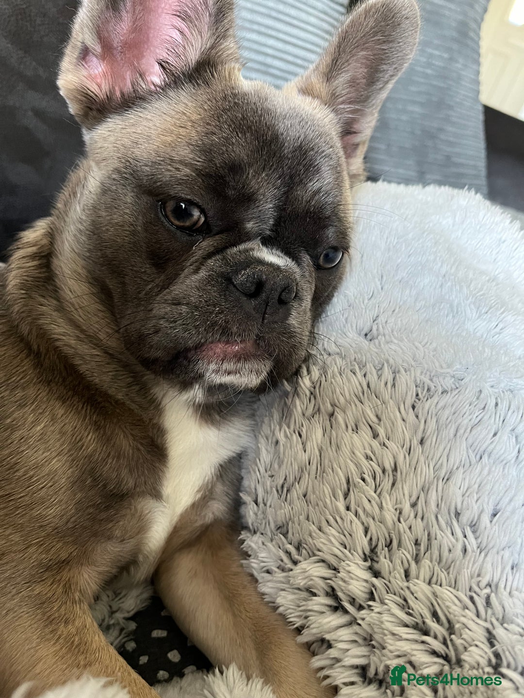 French Bulldog dogs for sale: French bulldog  - Image 17