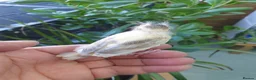 Mixed Breed birds for sale:  canary and linnet - Advert 3