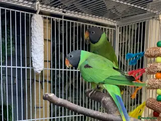 Ringnecks birds Proven pair of slaty headed parakeets - Advert 12