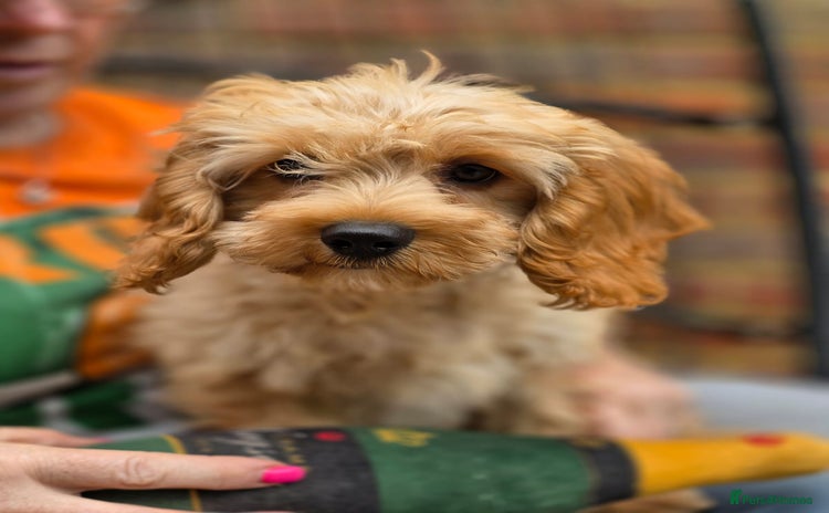 Cavapoo dogs - Advert 2