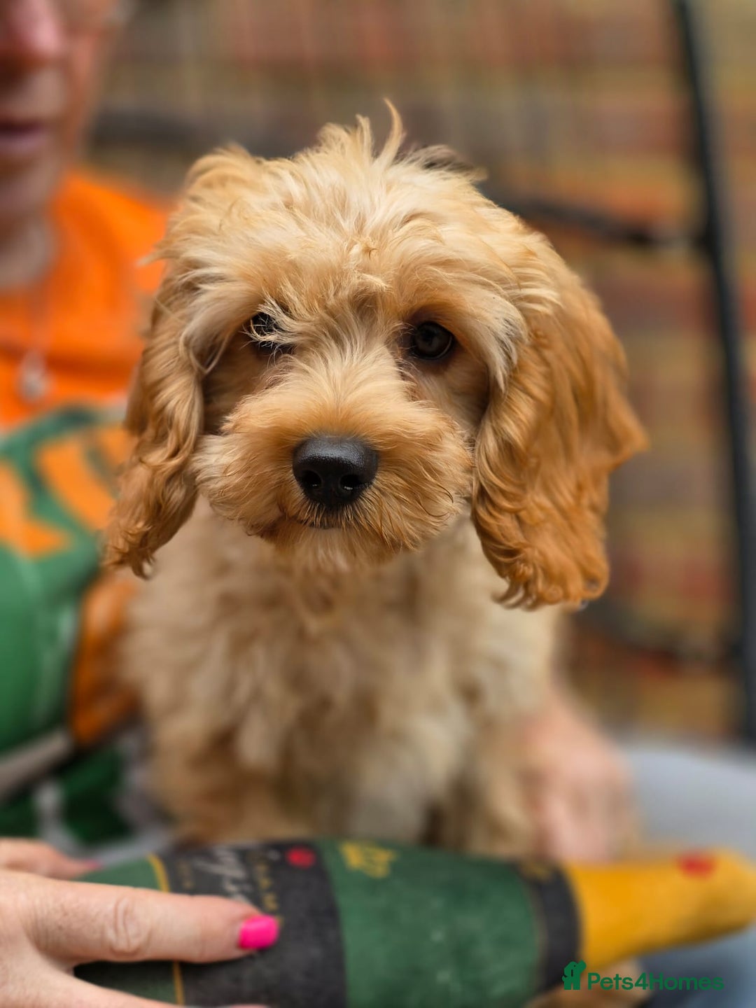Cavapoo dogs for sale: Miniature cavapoo - Image 1