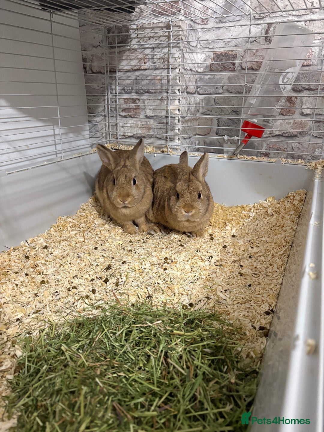 Netherland Dwarf rabbits for sale: 2 x Netherland dwarf rabbits  - Advert 1