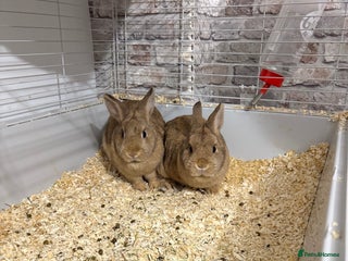 Netherland Dwarf rabbits 2 x Netherland dwarf rabbits - Advert 1